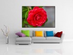 Tablou canvas floare rosie - cod L02