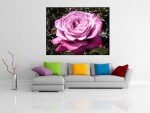 Tablou canvas trandafir roz - cod L09